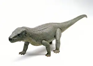 Euparkeria: Euparkeria