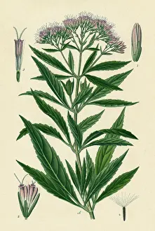 Eupatorium: EUPATORIUM CANNABINUM