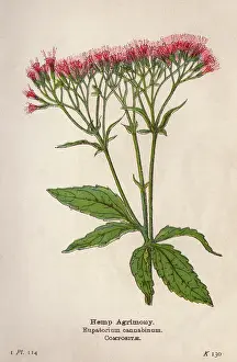 Hemp: EUPATORIUM CANNABINUM