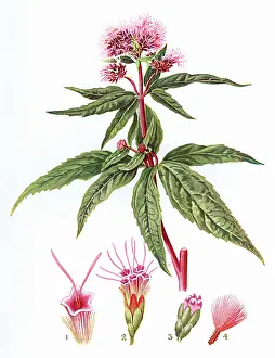 Hemp: EUPATORIUM CANNABINUM