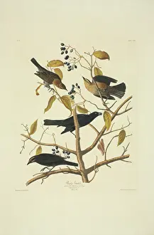 Rusty: Euphagus carolinus, rusty blackbird