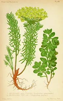 Euphorbia: Euphorbia