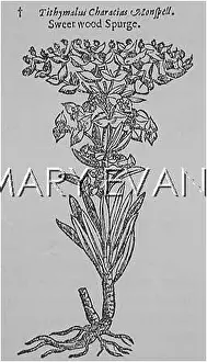 Euphorbia: EUPHORBIA AMYGDALOIDES