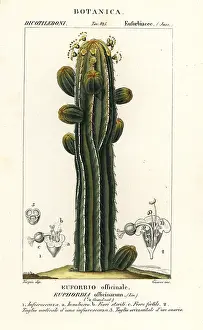 Allegheny: Euphorbia officinarum