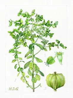 Radium: Euphorbia peplus - petty spurge