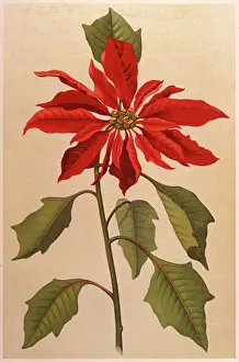 Euphorbia: EUPHORBIA PULCHERRIMA