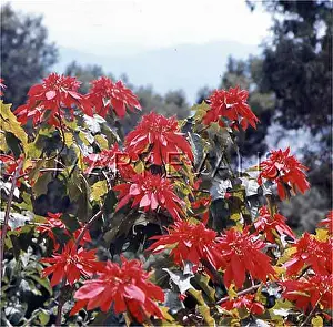 Euphorbia: EUPHORBIA PULCHERRIMA