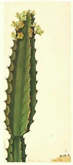 Spurge: Euphorbia sp. spurge
