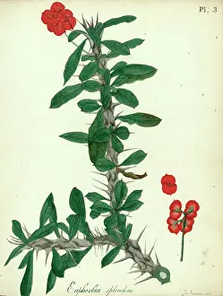 Splendens: Euphorbia splendens