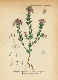 Artus: Euphrasia or eyebright, Euphrasia officinalis