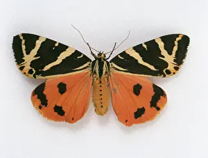 Argue: Euplagia quadripunctaria, Jersey tiger moth