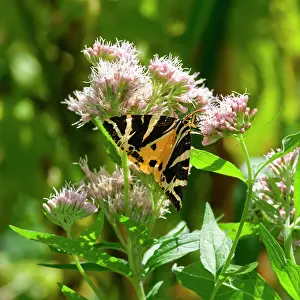 Argue: Euplagia quadripunctaria, Jersey tiger moth