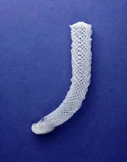 Sponge: Euplectella aspergillum, glass sponge