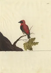 Euplectes: Euplectes orix, southern red bishop