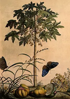 Dionysius: Euploea Mulciber