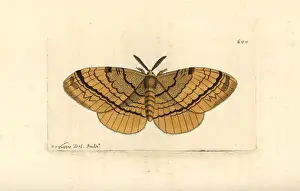 Phalaena: Eupterote fabia moth