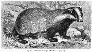Badgers: EURASIAN BADGER