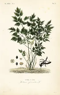 Actaea: Eurasian baneberry or herb Christopher, Actaea spicata