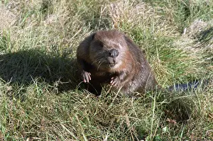 Beaver: Eurasian beaver, 1987
