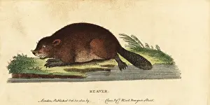 The Naturalists Pocket Magazine: Eurasian beaver, Castor fiber