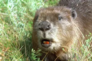 Beaver: Eurasian beaver from Eastern Europe, 1985