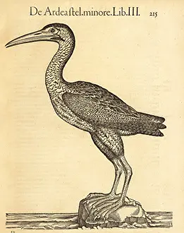 Xylograph: Eurasian bittern or great bittern, Botaurus stellaris