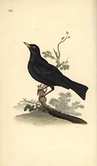Merula: Eurasian blackbird, Turdus merula