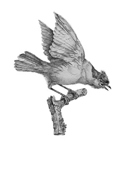 Oiseaux: Eurasian Blackcap
