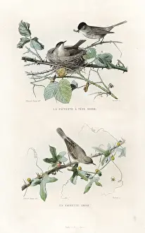 Blackcap: Eurasian blackcap and whitethroat