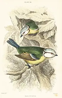 George Bell: Eurasian blue tit, Cyanistes caeruleus