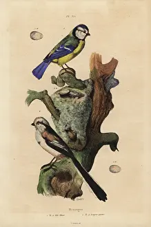 Caeruleus: Eurasian blue tit, Cyanoses caeruleus, and