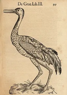 Xylograph: Eurasian or common crane, Grus grus
