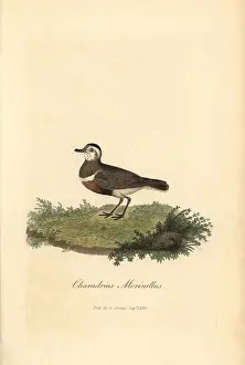 Dotterel: Eurasian dotterel, Charadrius morinellus