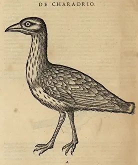Plover: Eurasian dotterel, Charadrius morinellus