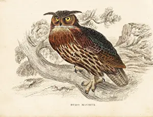 Bildersaal: Eurasian eagle-owl, Bubo bubo