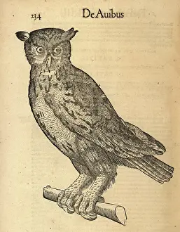 Xylograph: Eurasian eagle-owl, Bubo bubo