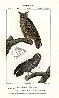 Bubo: Eurasian eagle-owl, Bubo bubo, and tawny owl