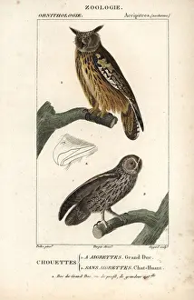 Guyard: Eurasian eagle-owl, Bubo bubo, and tawny owl, Strix aluco