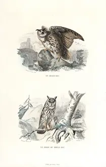 Pourrat: Eurasian eagle-owl and long-eared owl