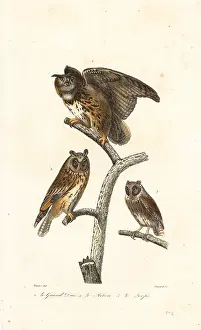Edouard Travies: Eurasian eagle-owl, long-eared owl and scops owl