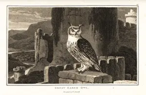 Zoography: Eurasian eagle-owl perched on top of a Gothic castle
