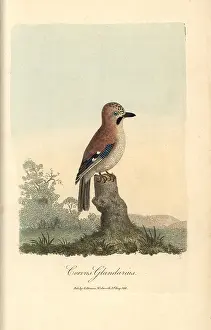Garrulus: Eurasian jay, Corvus glandarius, Garrulus glandarius