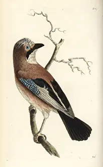 Garrulus: Eurasian jay, Garrulus glandarius