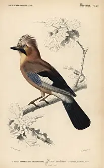 Garrulus: Eurasian jay, Garrulus glandarius