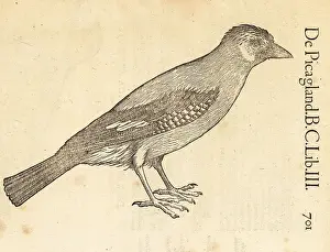 Eurasian jay, Garrulus glandarius