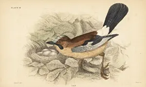 George Bell: Eurasian jay, Garrulus glandarius, with nest and eggs