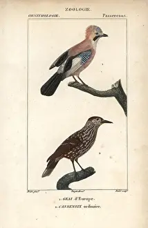 Nucifraga: Eurasian jay, Garrulus glandarius, and spotted