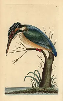 Atthis: Eurasian kingfisher, Alcedo atthis