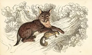 William Rhind: Eurasian lynx, Lynx lynx