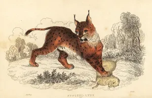 William Rhind: Eurasian lynx, Lynx lynx